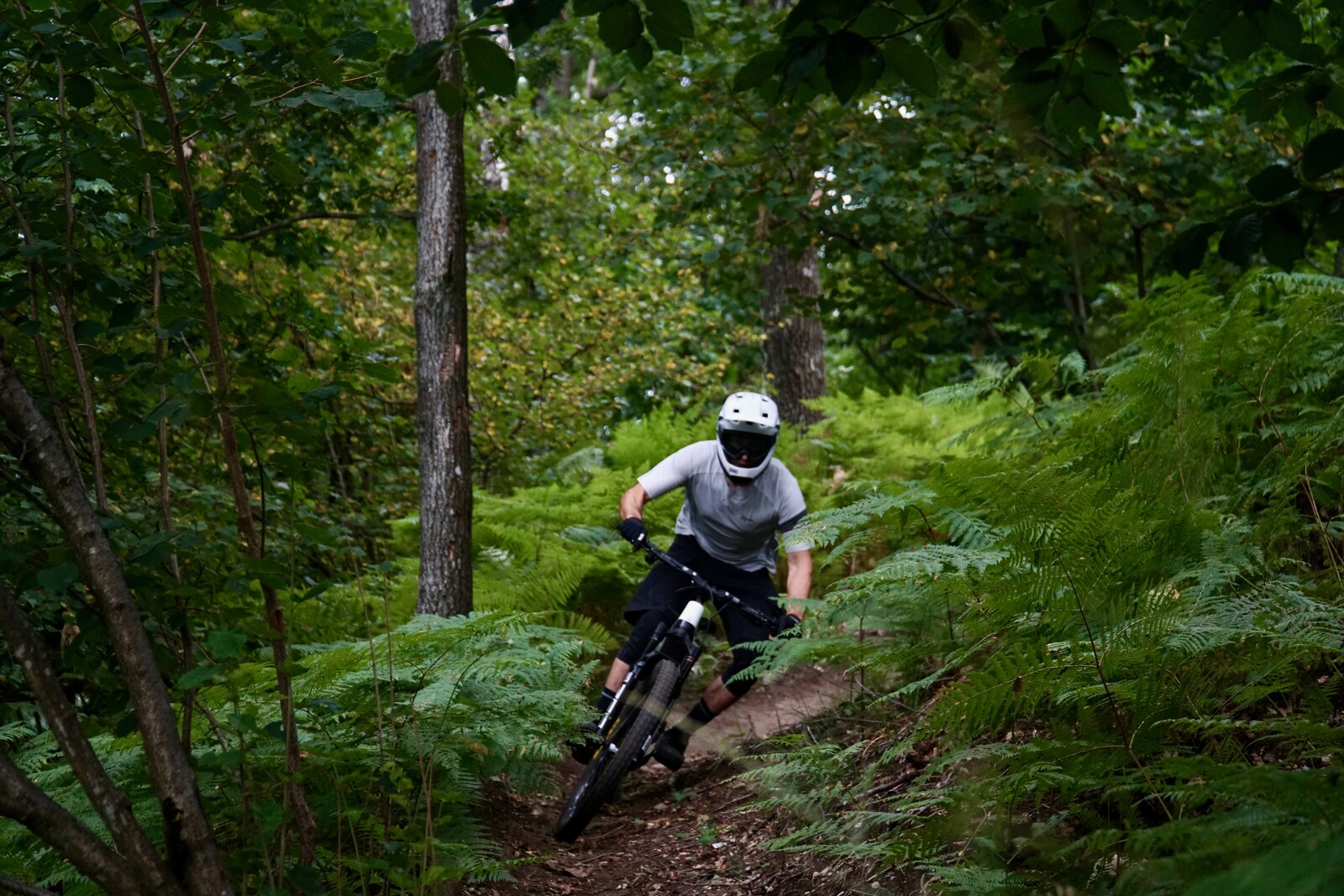 turn-in-ferns.jpg — supplied MTBSA image